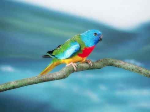 家禽驯化之源之七