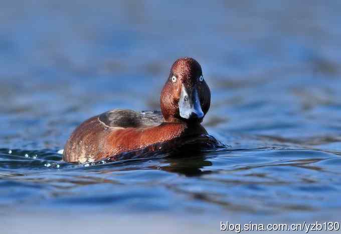 蓝之梦&bull;白眼潜鸭（组图，）