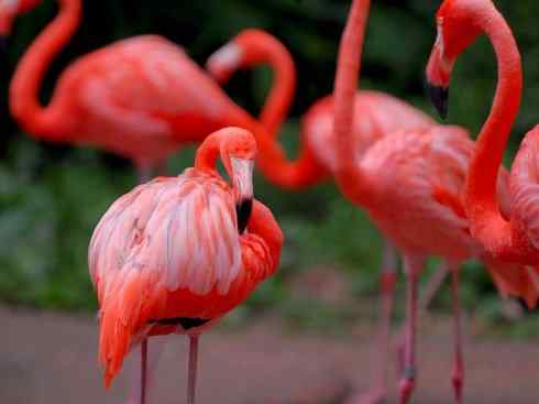 极品红色鸟类:火烈鸟 极品红色鸟类:火烈鸟