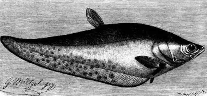 鱼类活化石：铠甲弓背鱼