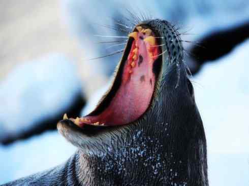 自然奇观：动物大迁徙(鳍足类)