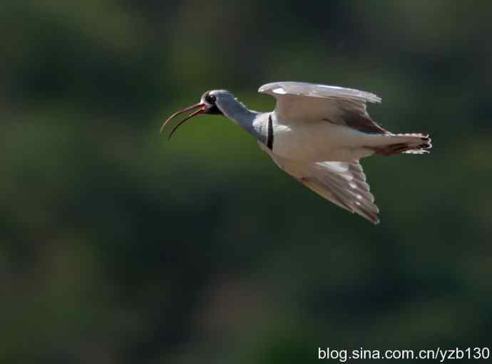游白河峡谷，观鹮嘴鹬起落飞舞（组图，16张图片）