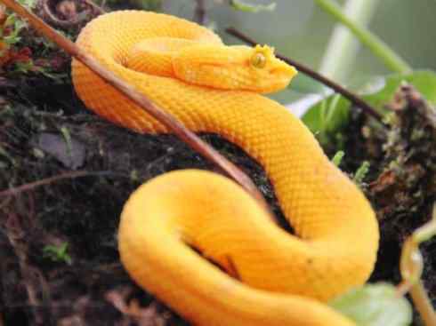 龙：传说的兽原型探秘（响尾蛇类）