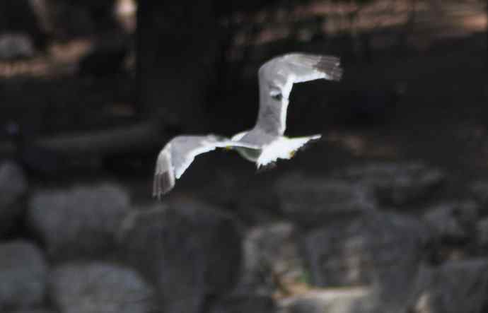 海鸥与打架的鸿雁