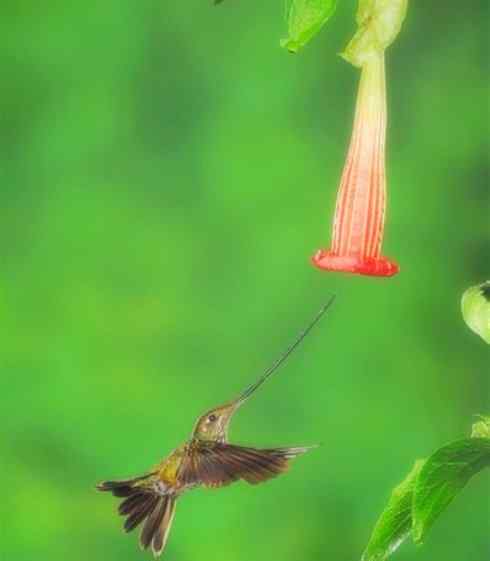 猎奇：奇特的鸟喙之九