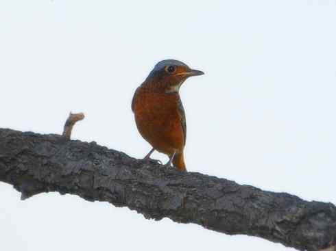 美丽无罪:雀鸟之矶鸫 美丽无罪:雀鸟之矶鸫