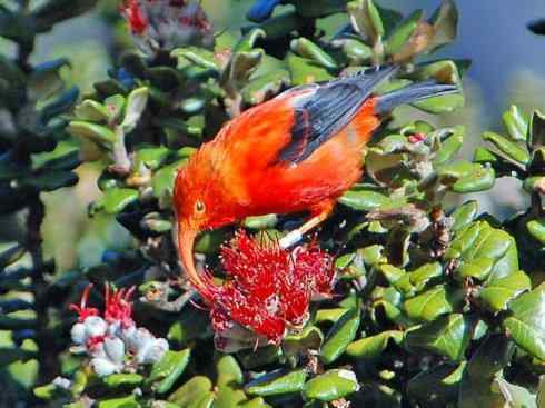 极品红色鸟类：镰嘴管舌鸟