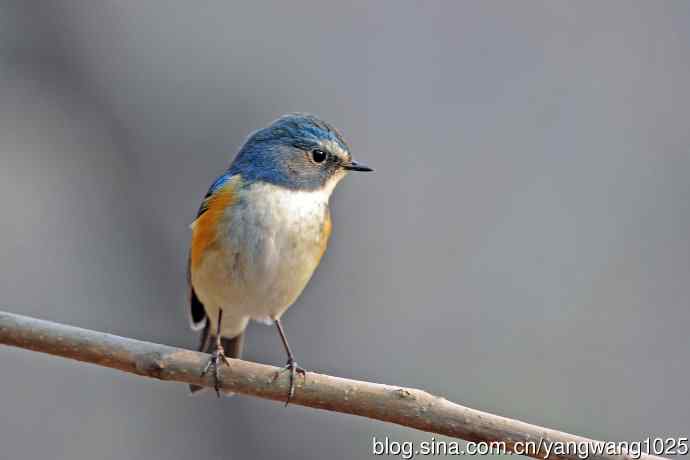 雄性红胁蓝尾鸲（29）
