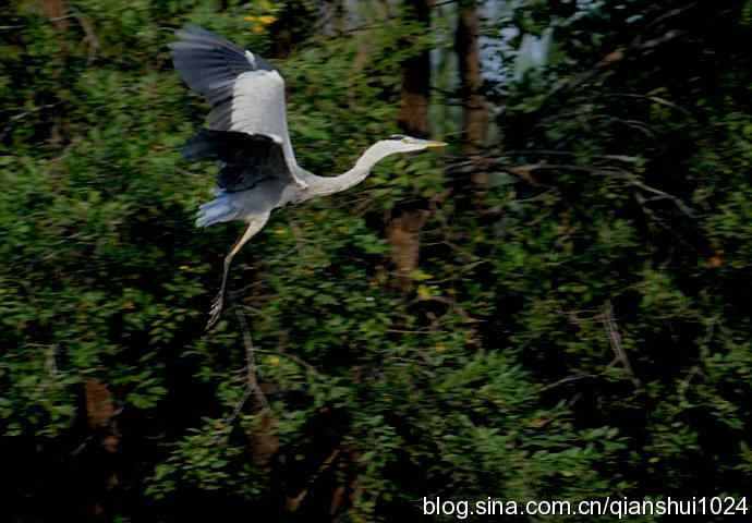 一只漂亮的苍鹭(稻香湖) 一只漂亮的苍鹭(稻香湖)