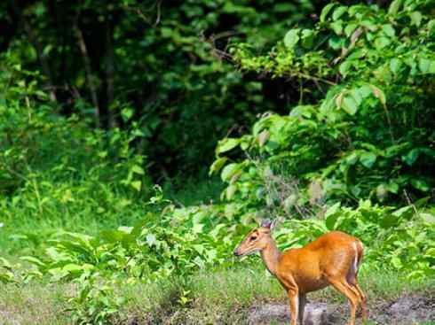 麒麟：传说的兽原型探秘（麂）