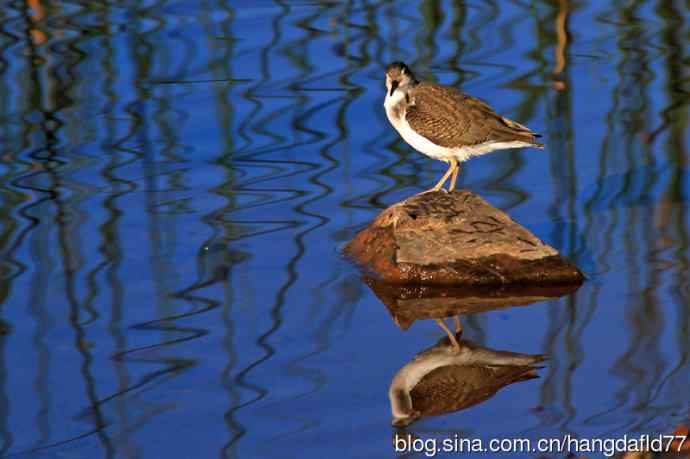 斑腹矶鹬(非繁殖期)之三 斑腹矶鹬(非繁殖期)之三