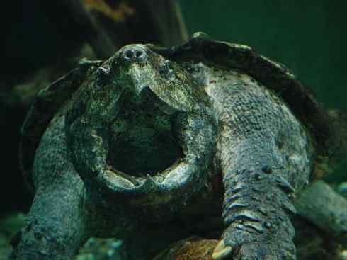 玄武：传说的兽原型探秘（鳄龟）