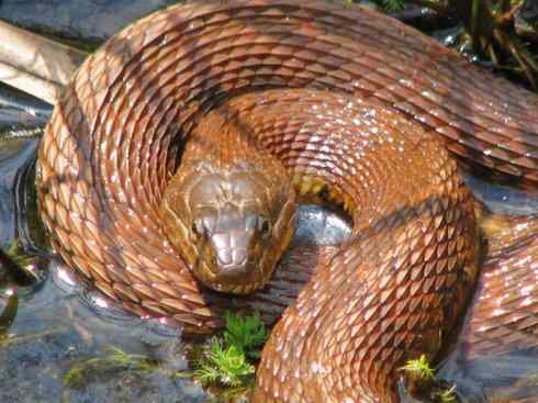 龙：传说的兽原型探秘（水蛇类）