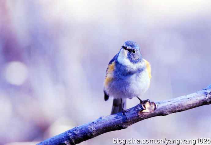 雄性红胁蓝尾鸲(11) 雄性红胁蓝尾鸲(11)