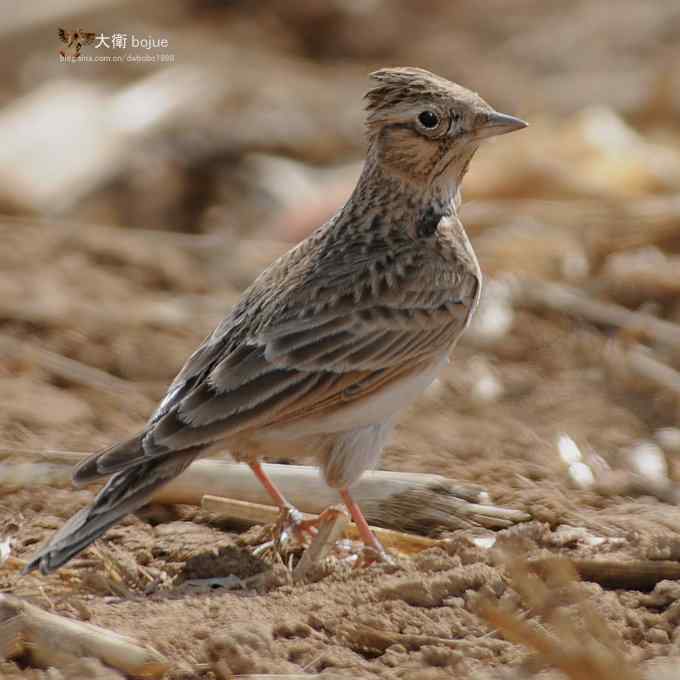 寻大鸨 wbr三百里加急走密城 寻大鸨 wbr三百里加急走密城