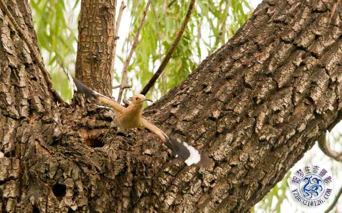 首次拍到戴胜奇观（组图，20张图片）