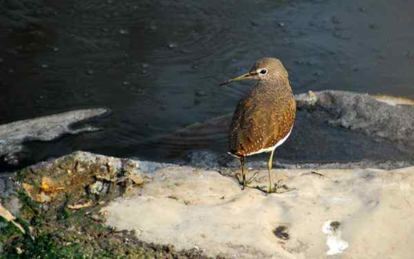 青脚鹬——孤独的美丽（组图，17张图片）