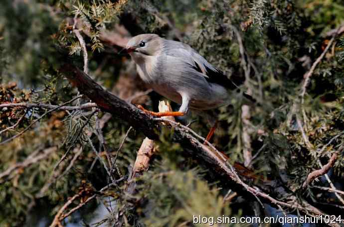 丝光椋鸟树上的尴尬(天坛)