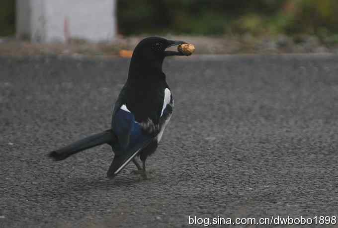 东花园观鸟生境记录