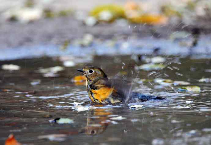 雌性红胁蓝尾鸲（7）