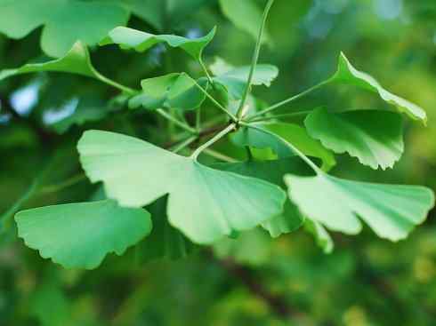 鱼类活化石：矛尾鱼