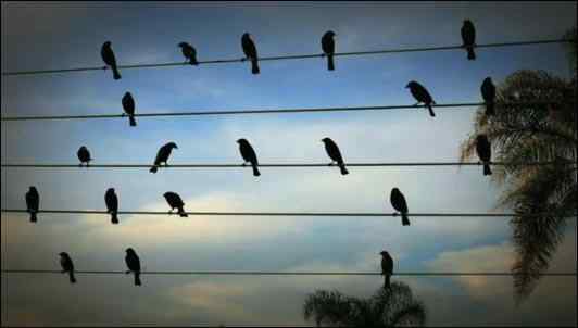 来自大自然的音乐