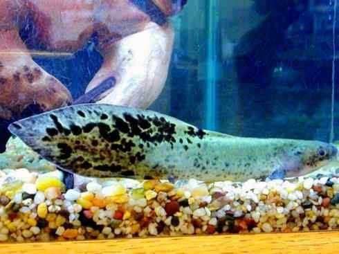 鱼类活化石:澳洲肺鱼 鱼类活化石:澳洲肺鱼