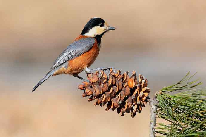 【新鸟】稻香湖的杂色山雀