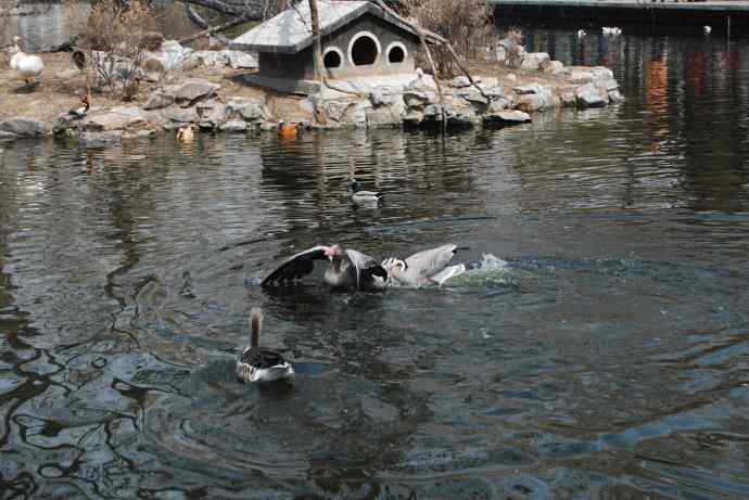 北京动物园的鸟类——激战水禽湖（抓拍）