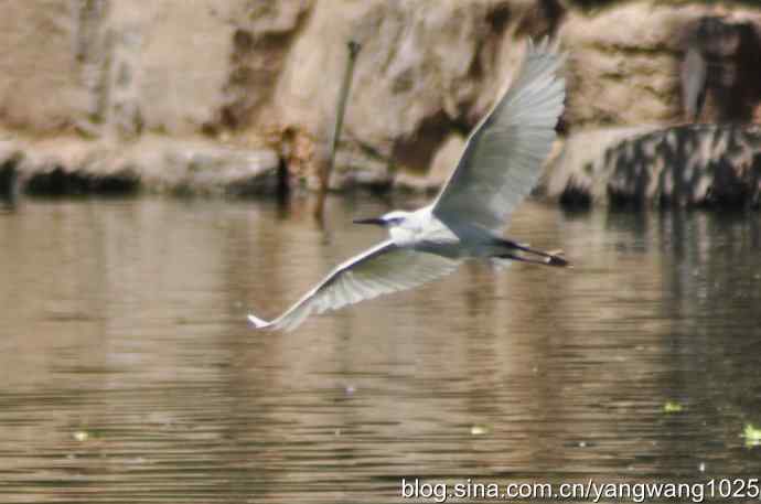 飞（夜鹭） wbr4