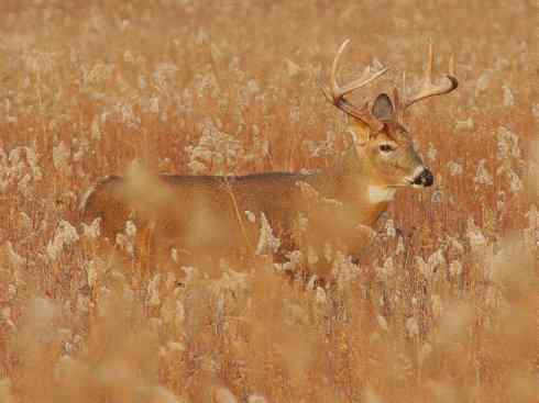 麒麟：传说的兽原型探秘（白尾鹿）