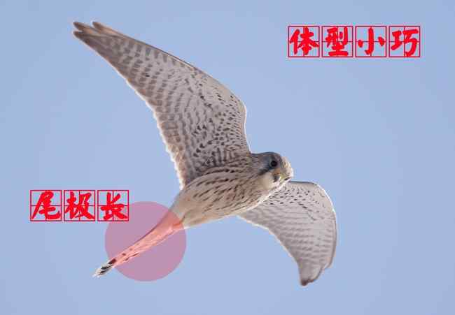 红隼 猛禽大全——中国东部地区27种迁徙类猛禽辨识