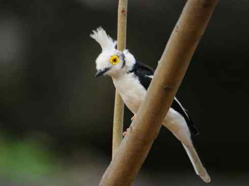 白头鸟系列：另类的美丽6