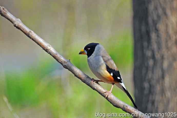 雄性黑尾蜡嘴雀（1）