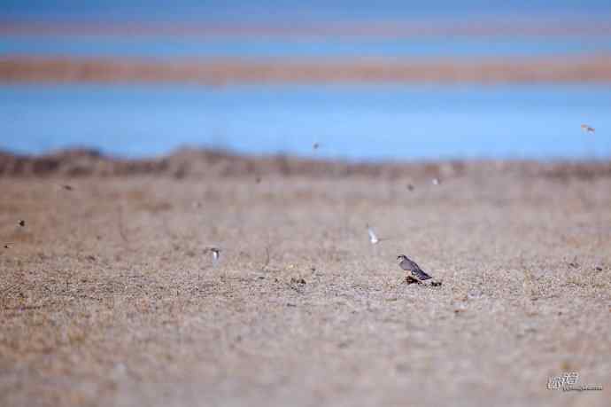 【野鸭湖的鸟】灰背隼 【野鸭湖的鸟】灰背隼