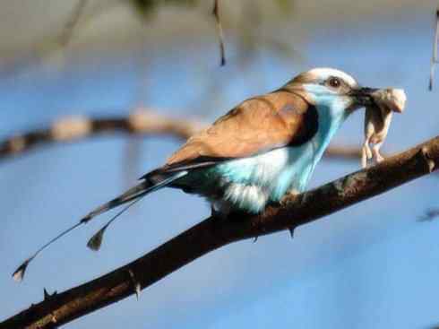 绝色攀禽：佛法僧目之佛法僧