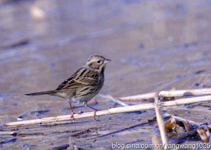 雌性灰头鹀（4）