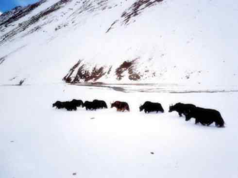 动物世界：山寨还是原创之九