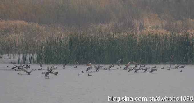 东花园观鸟生境记录