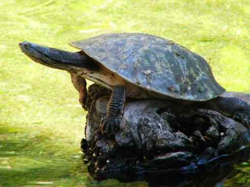 玄武：传说的兽原型探秘（玛塔龟）