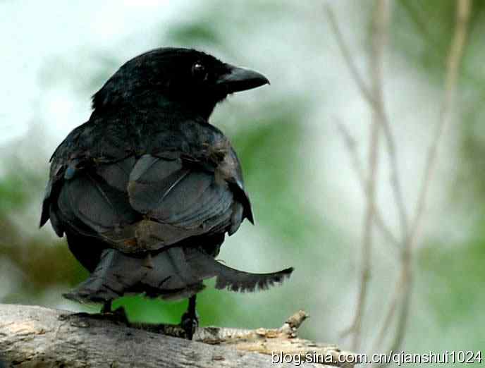 清仓晒鸟儿 清仓晒鸟儿