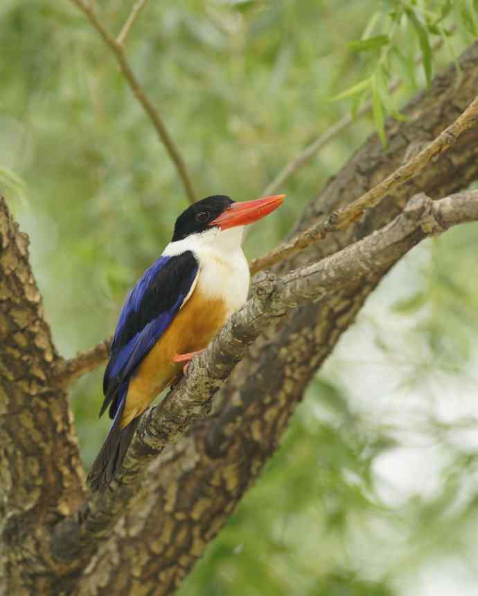 心仪已久的蓝妃