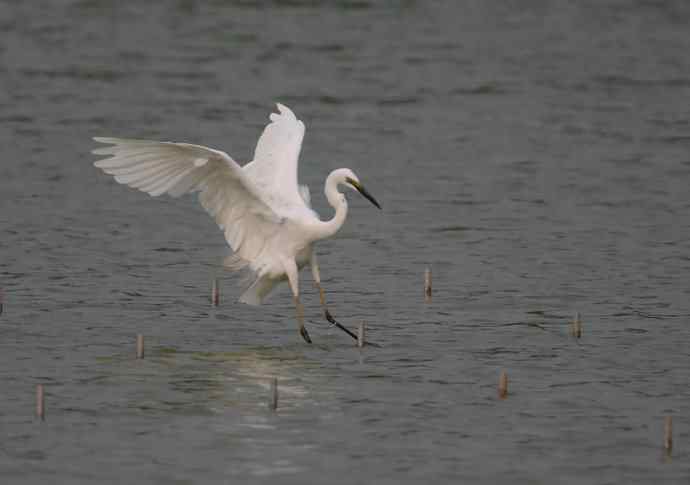 野生白鹭与都市的和谐相处
