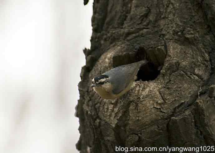 黑头鳾（shi）的小家