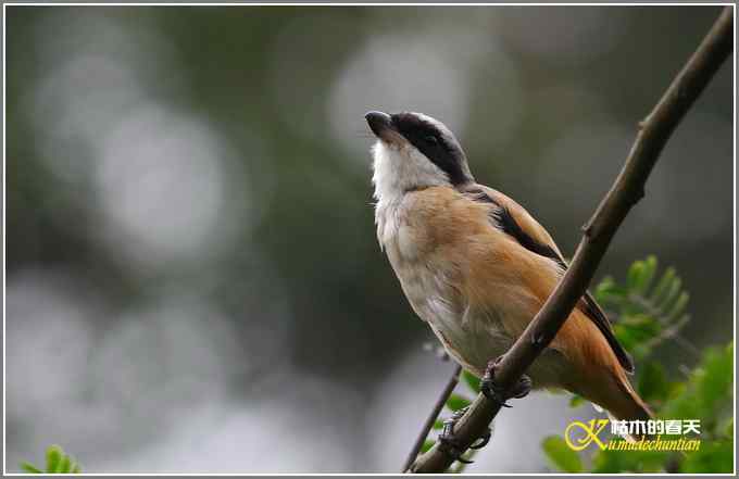 棕背伯劳一组【照片】