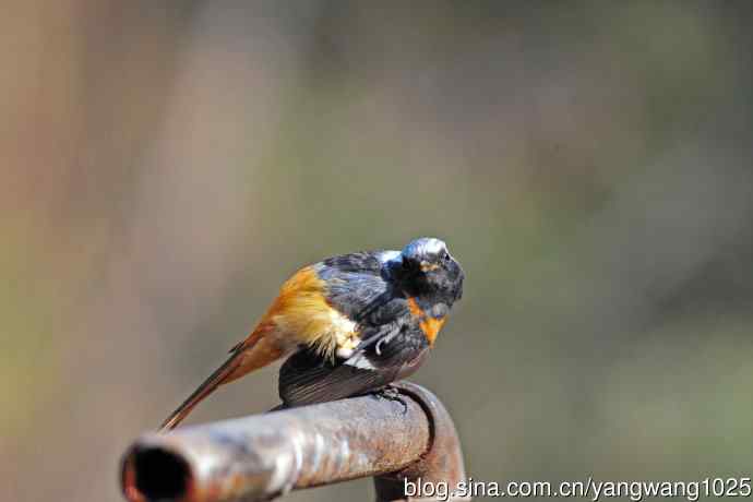 雄性北红尾鸲（30）