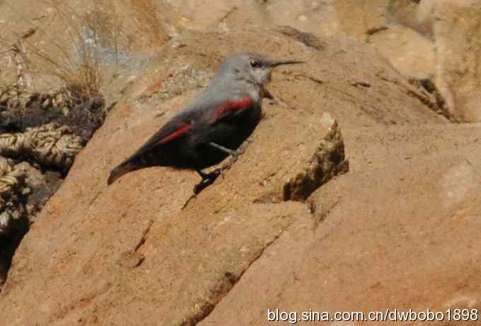 优雅红翅 wbr旋壁山岩