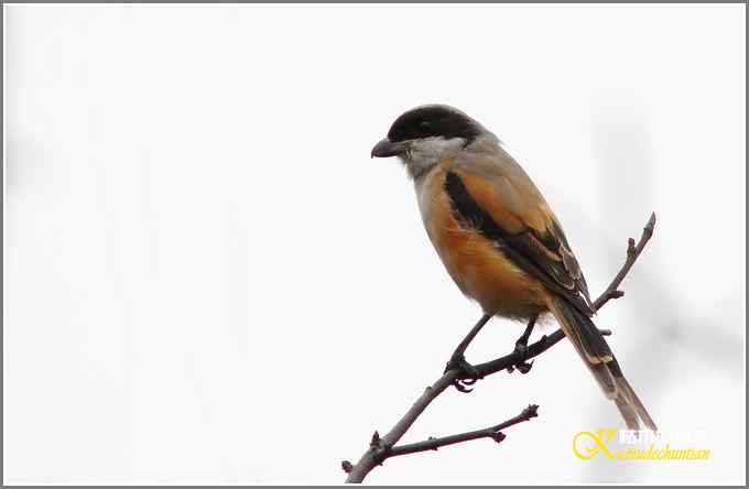 昨天拍的几只鸟【照片】