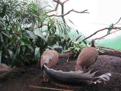 凤凰:传说中的鸟原型探秘(大眼斑雉) 凤凰:传说中的鸟原型探秘(大眼斑雉)