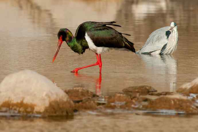 鹭鹳相争 wbr拍翁得意☆★ 鹭鹳相争 wbr拍翁得意☆★